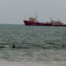 Dolphins close to the beach